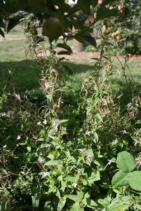 Willow Herb